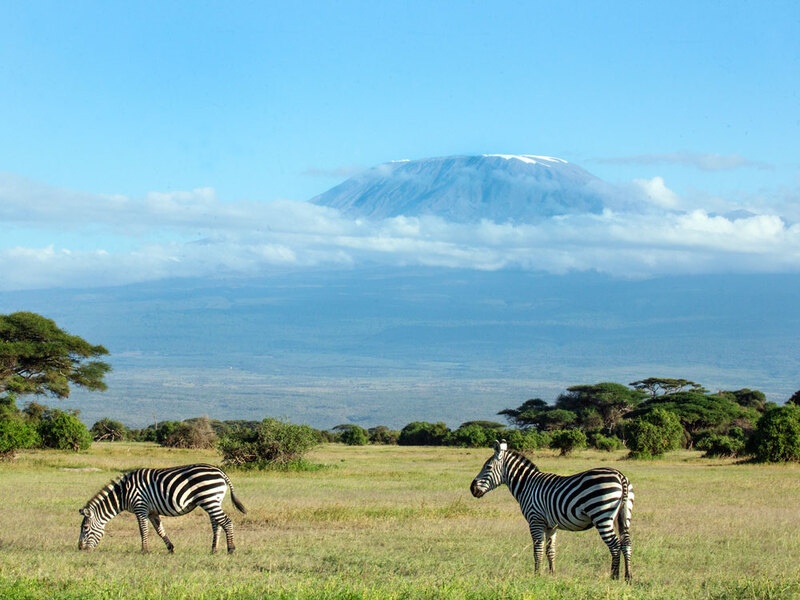 164A0383Zebra-Grazing--Mt-Kilimanjaro.jpg