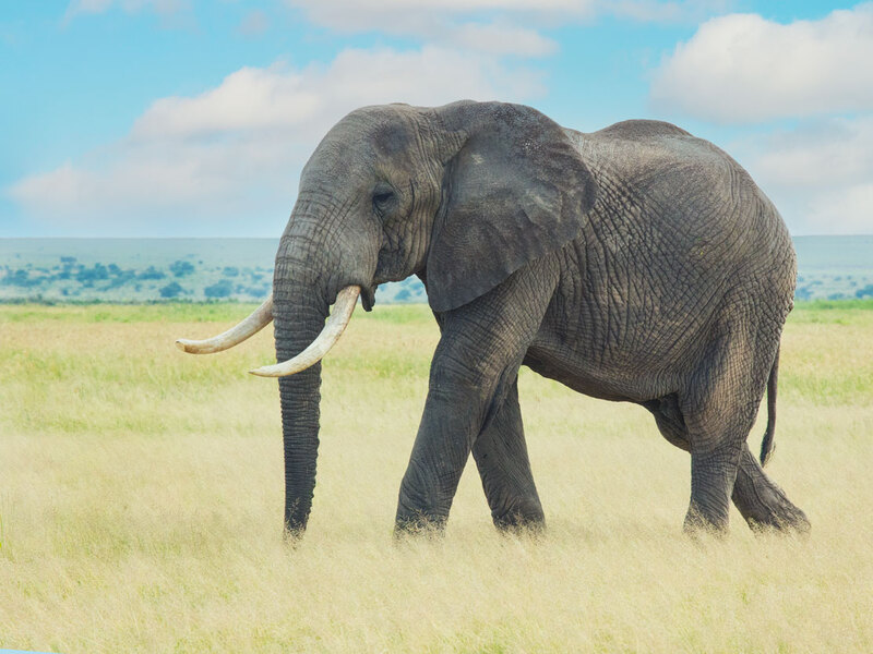 164A0651elephant-walking-in-Amboseli-copy.jpg :: Elephant Bull Walking in Amboseli