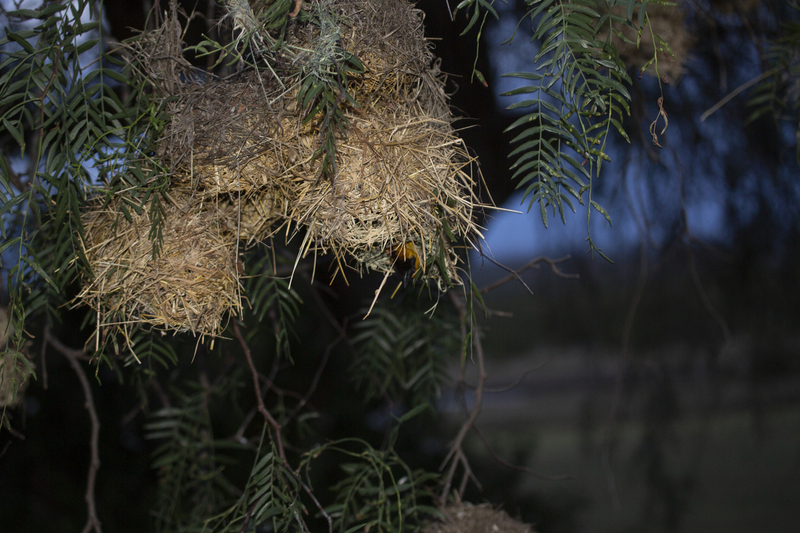 164A1961social weaver nest.jpg