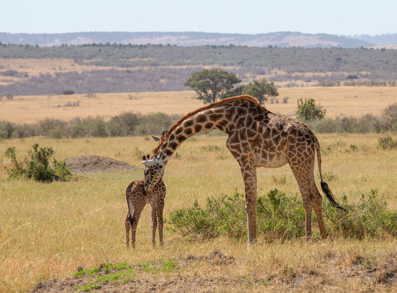 164A2149-Giraffe-mother-groooming-daughter-MM.jpg