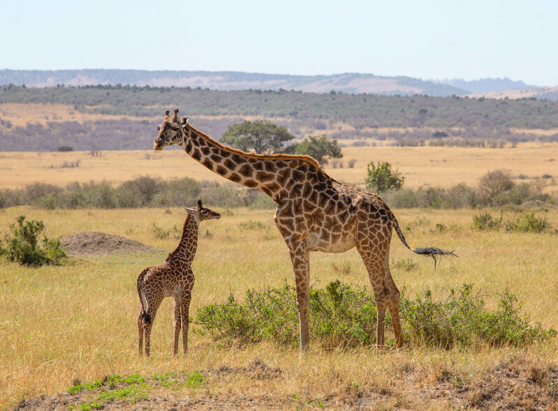 164A2152Giraffe-and-daughter-in-MM.jpg