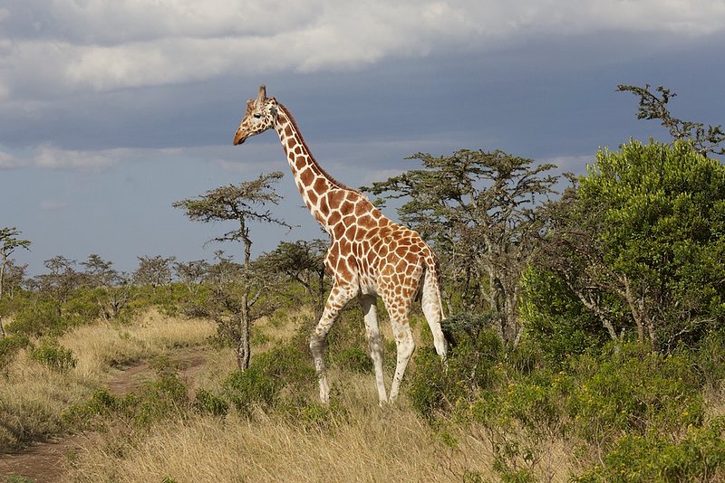 164A2213 Reticulated Giraffe Ol Pajeta Kenya.jpg :: Reticulated giraffe walking in Ol Pajeta 