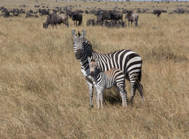 164A2540-Zebra-and-Foal-Poised--in-foreground-of-wildebeests.jpg :: Zebra-and-Foal-Poised--in-foreground-of-wildebeests