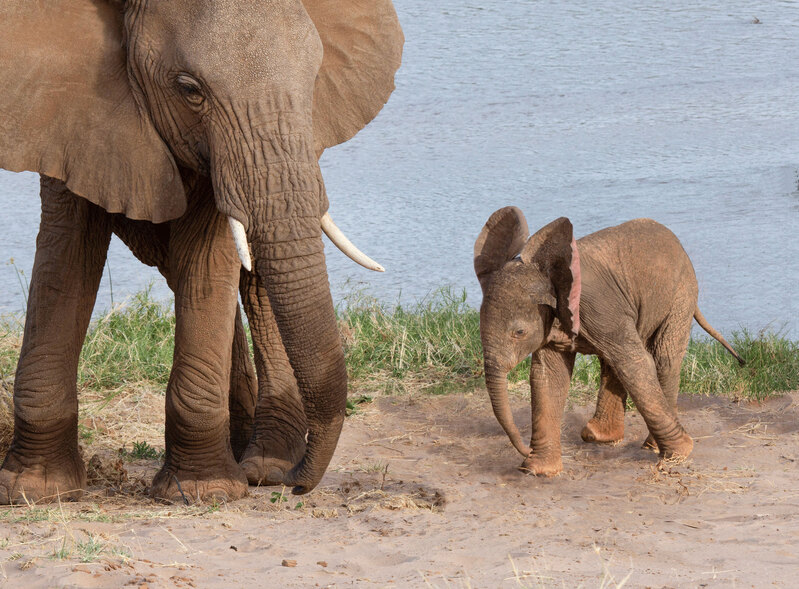 164A3255-Mother Attending To Calf.jpg :: Mother elephant with newborn on river's edge in Samburu Kenya