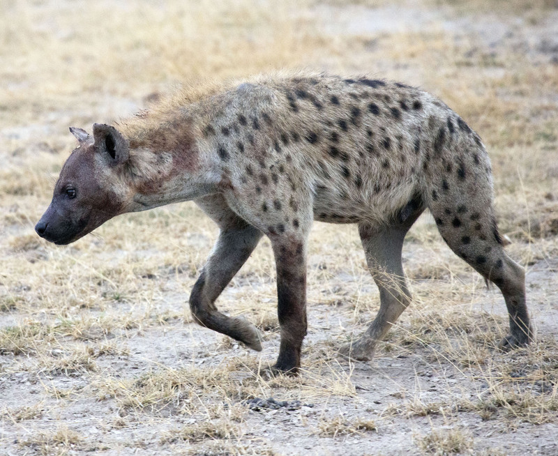 164A5334hyena  crop.jpg :: Spotted hyena
