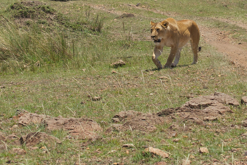 2 Approaching target.jpg :: Lioness is approaching target