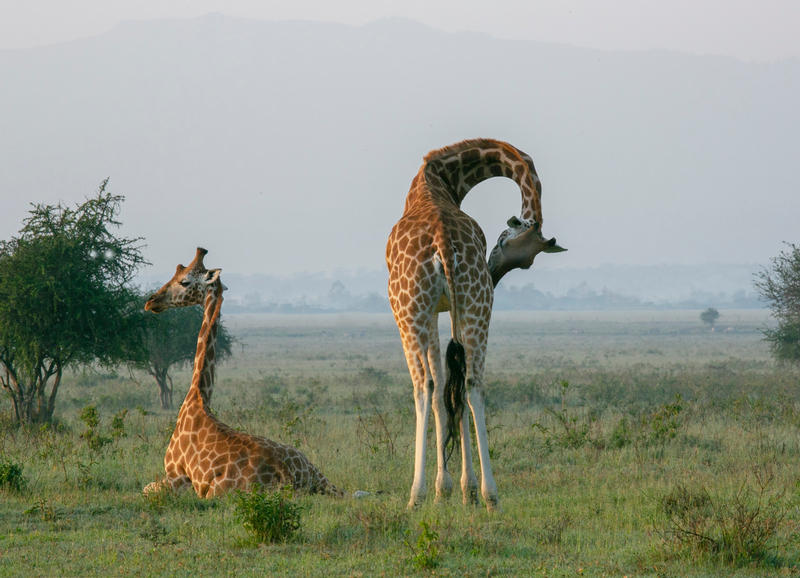 2 giraffes at daybreak.jpg