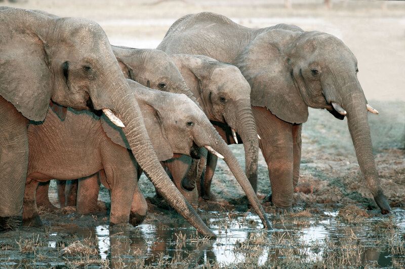 259A8387-Elephant-family-at-water-hole-in-Hwange(1).jpg :: elephant Family at Water Hole In Hwange Zimbabwe 