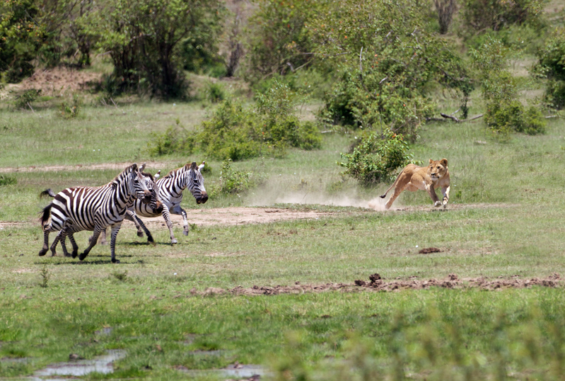 3 Chase begins.jpg :: The chase begins as lioness starts to run