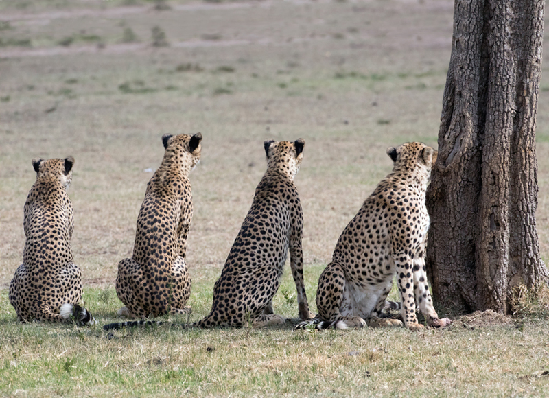 3 Cheetah-brothers-on-alert.jpg :: The brothers have their collective eyes on a target