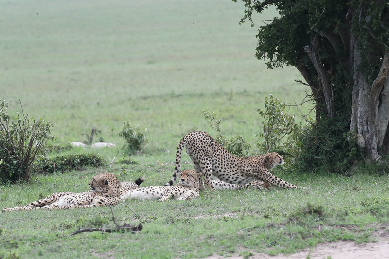 3 Time to get going(1).jpg :: Lead cheetah stretching to get ready for a new hunt