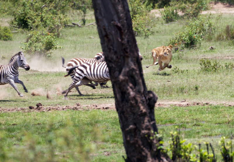 4 Getting closer.jpg :: The lioness is getting closer to target
