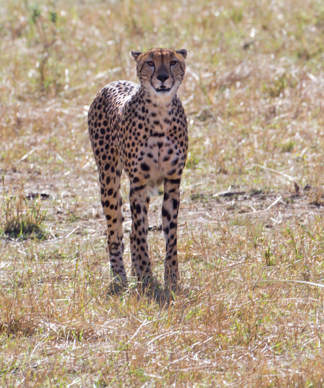 4 Ready to chase .jpg :: Cheetah is standing and posed to start the chase
