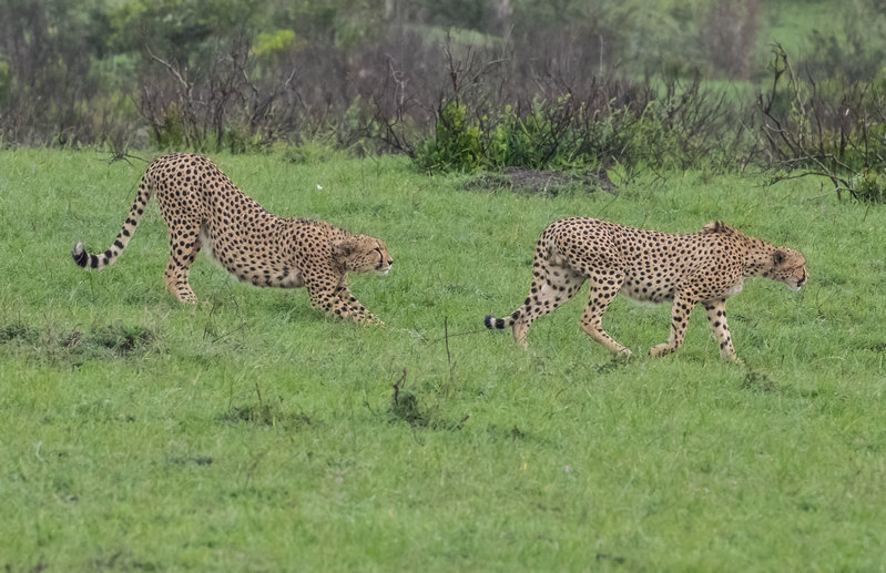 4 Starting hunt(1).jpg :: The cheetah start their hunt.