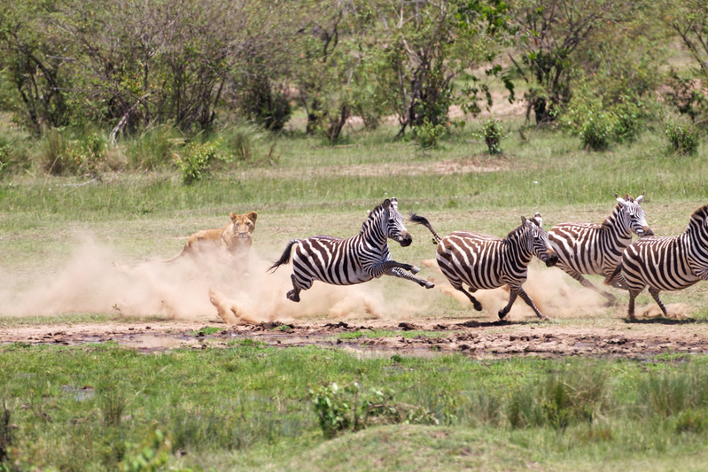 5 Getting even closer .jpg :: The lioness is getting even closer to target