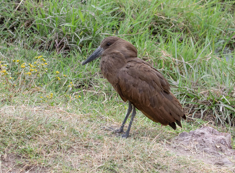 5L2A5220-Hamerkop.jpg