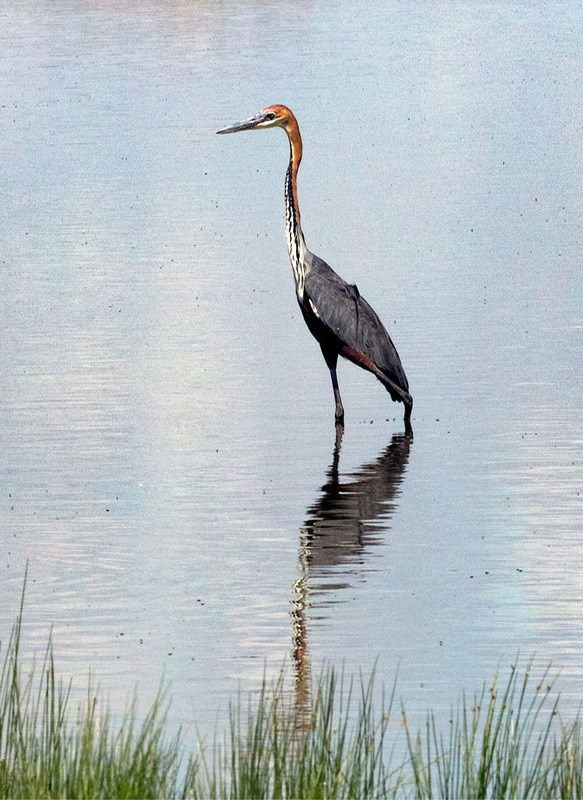 5L2A7219Goliath-Heron-standing-in-water-verticale-crop.jpg