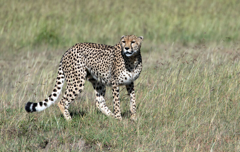 5L2A8741-cheetah-looking-right-copy.jpg