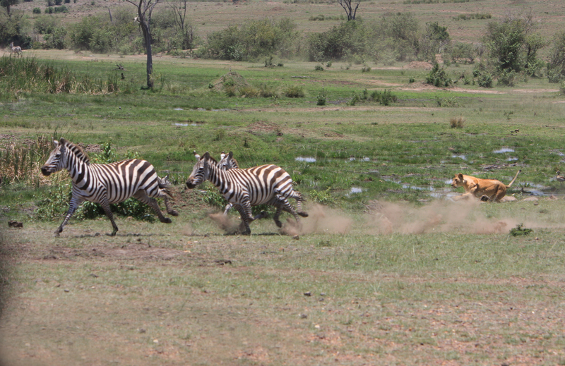 6 Chase changes directions.jpg :: Zebra change directions as they attempt to escape 