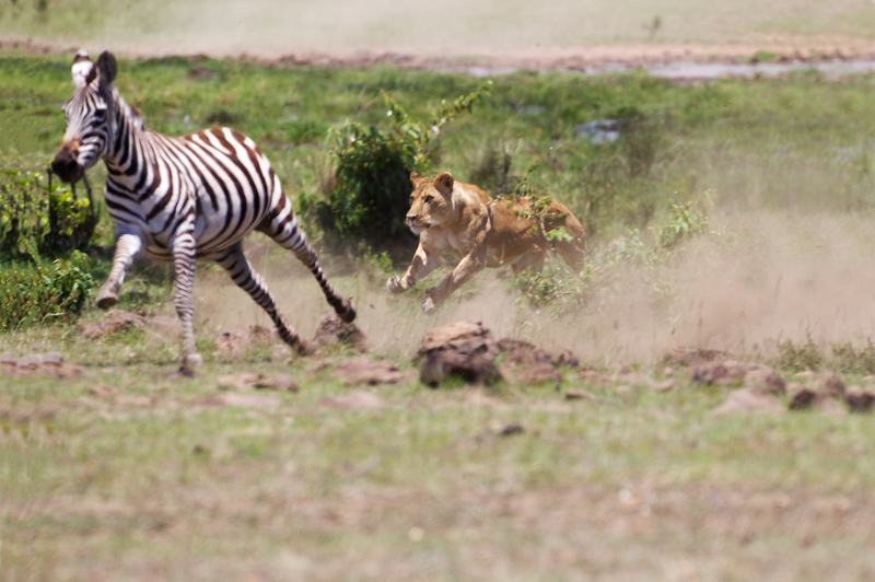8 Ready to pounce.jpg :: lioness selects pregnant zebra as target