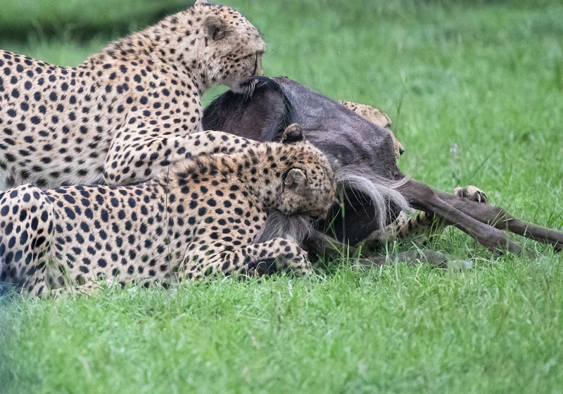 8 Success(1).jpg :: The cheetah brothers take down their target
