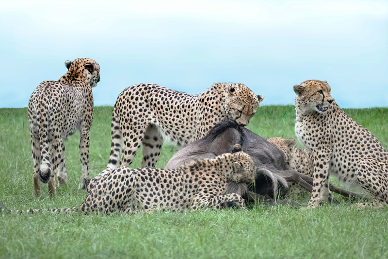 9 Shairing with all brothers(1).jpg :: The cheetah brothers are now sharing their kill.