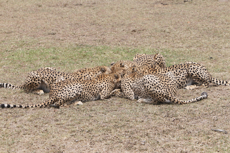 9-Cheetah-kill-final(1).jpg :: Cheetah brothers all take part in the quick meal