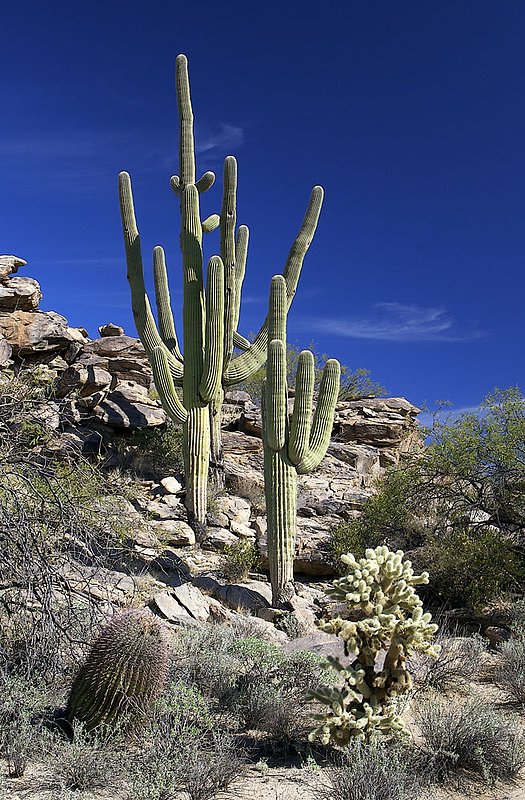 A1-Cactus-on-rocky-slope.jpg