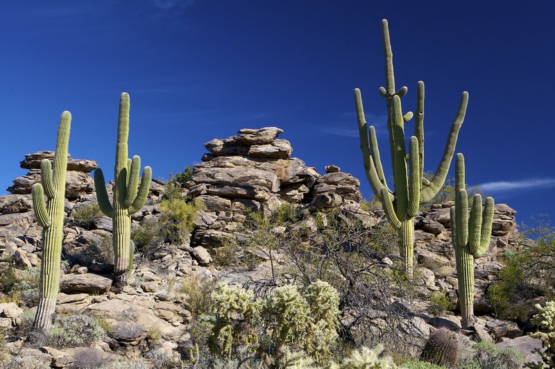 A10 Cactus on rocky slope.jpg