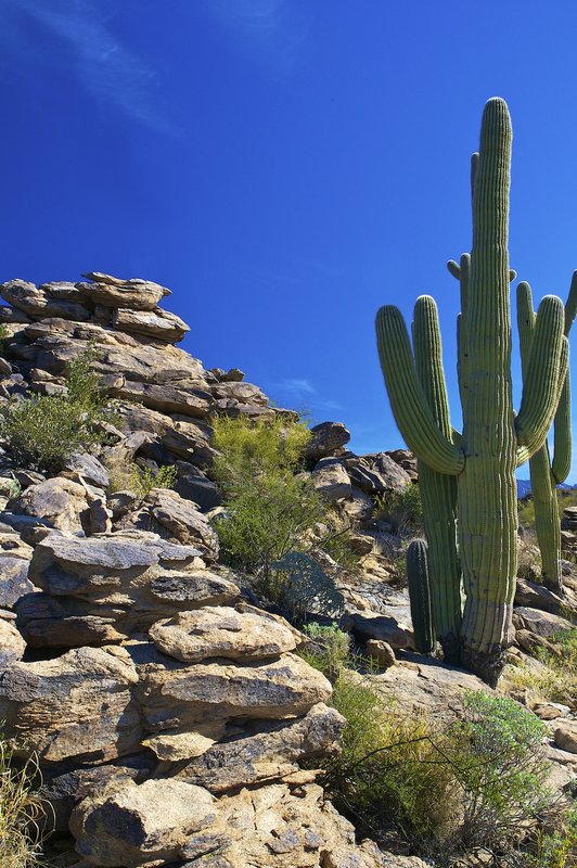 A11 Cactus and rocks2.jpg