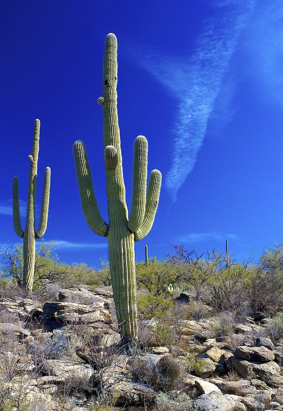 A14 Saguaro Cacti and Blue Sky.jpg