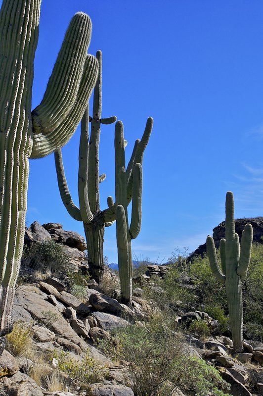 A16 Cacti edge of hill.jpg