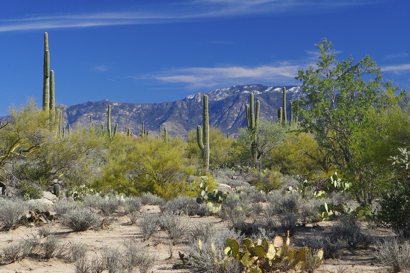 A2 Cacti and Mountain scene.jpg