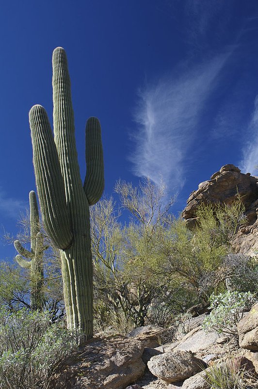 A5-Cactus and rocks.jpg