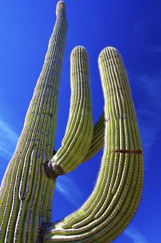 A8 Cactus Wide angle 259A2912a.jpg