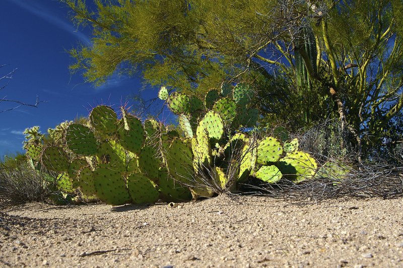 A9 Prickly Pear Cactus.jpg