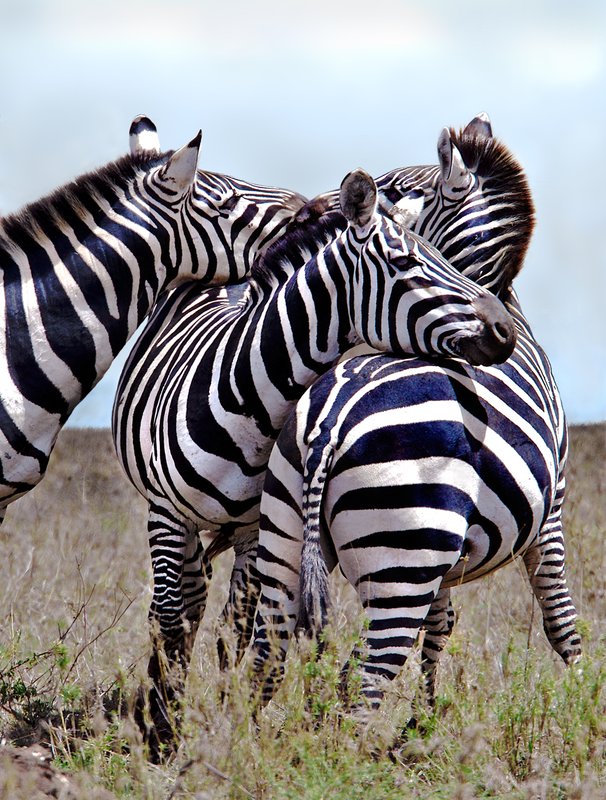 AA6-zebra-relaxation-sky-final.jpg