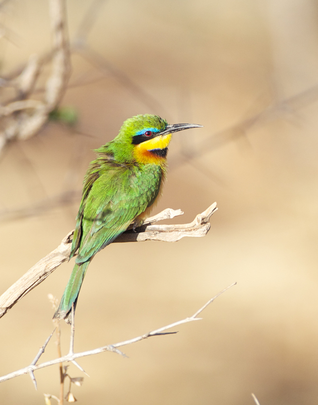 AB17-Bee-Eater-CN4F2212tif-crop.jpg :: African Bee eater close up
