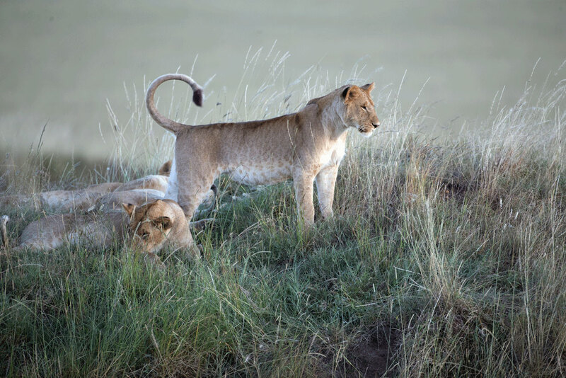 AQ9I2123lioness-standing-and-looking-out-copy(1).jpg