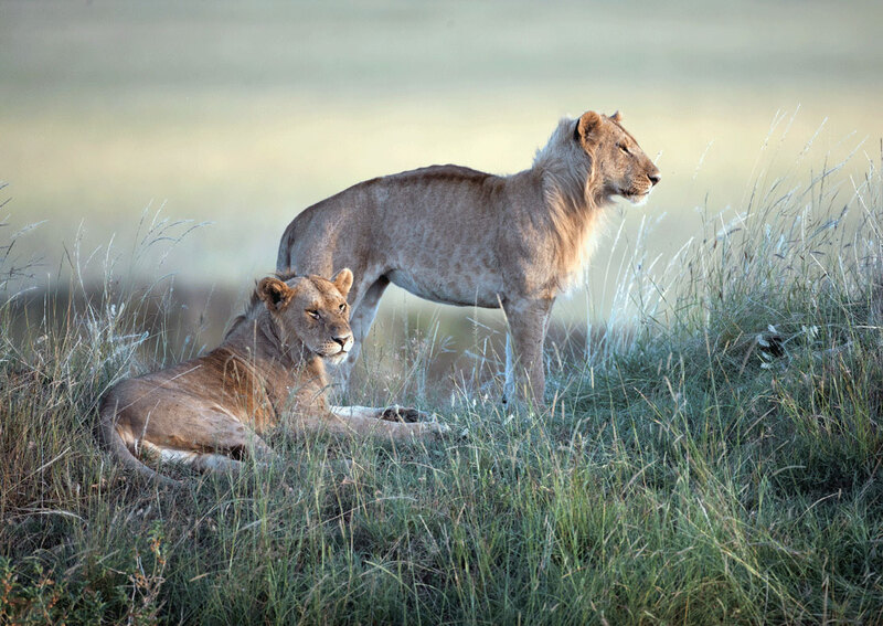 AQ9I2155two-lions-on-grass-copy.jpg