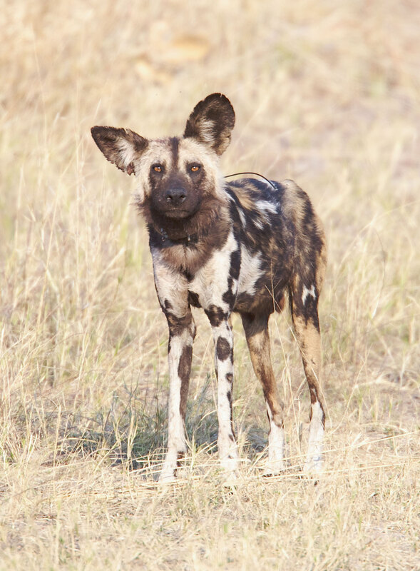 African-Dog--1726.jpg :: wild African dog