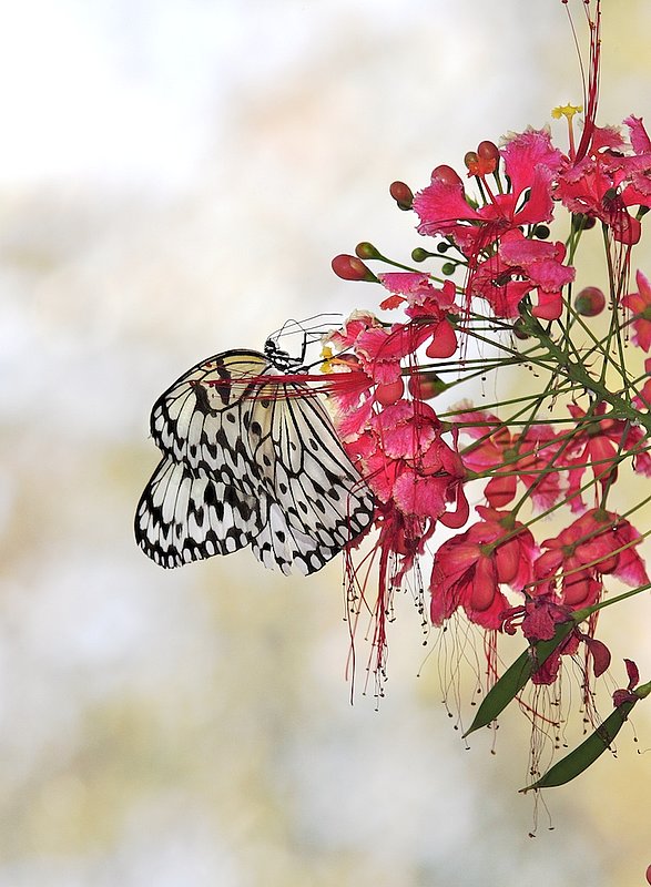 BF1 Paper Kite on red flowers.jpg