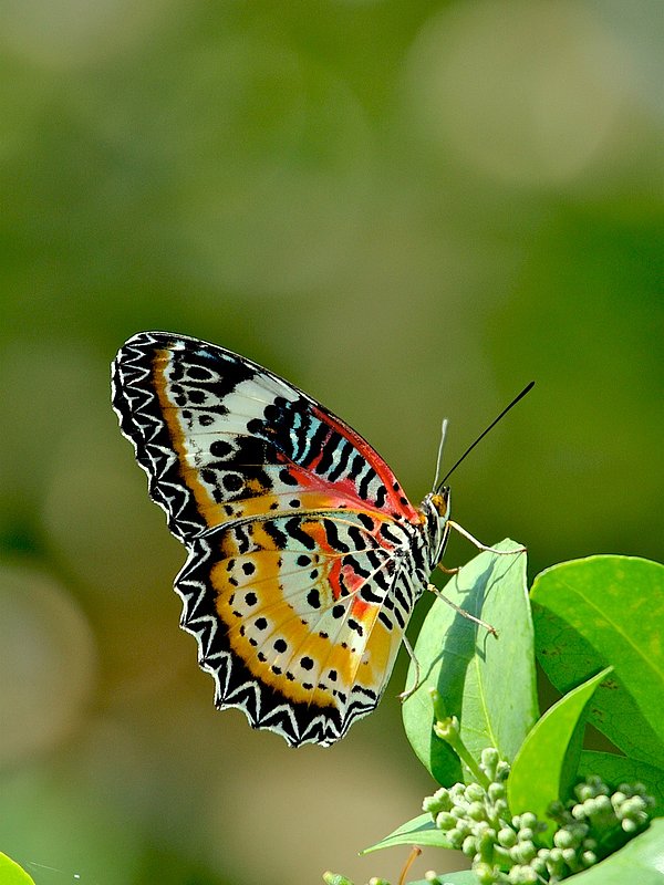 BF10 Lacewing on flower.jpg