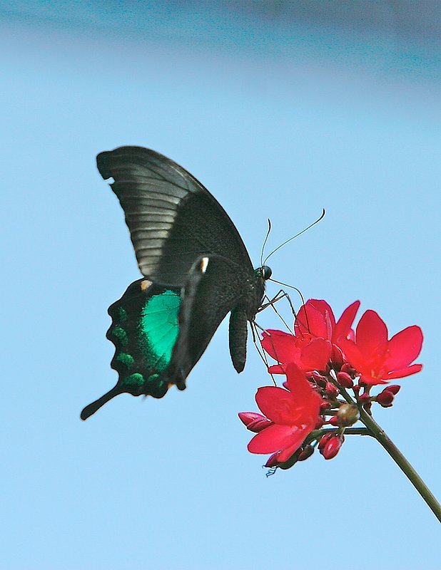 BF13 Butterfly grn and blk.jpg