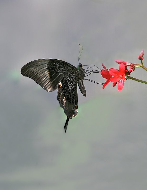 BF14 Butterfly grn spot.jpg