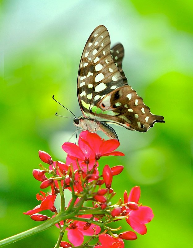 BF16 carib butterfly2tm.jpg