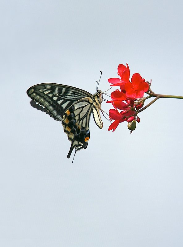 BF18 Carib butterfly6.jpg
