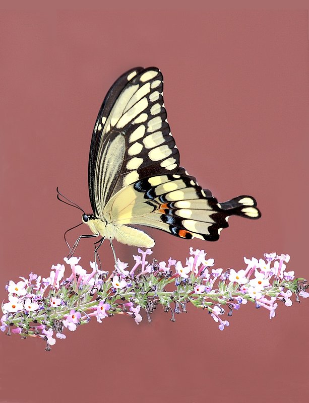 BF23 Giant Swallow tail on flower.jpg
