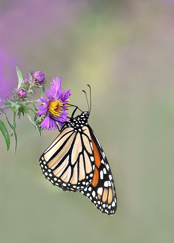 BF24 Monarch dreamy pink2.jpg