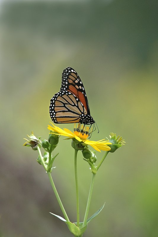 BF25 Monarch on triplet.jpg